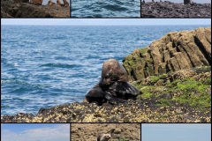 Aust Fur Seals, Stanley